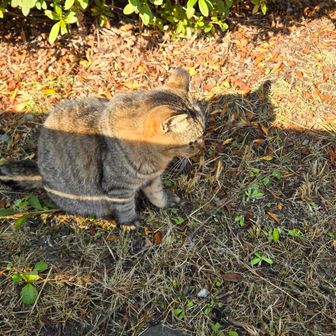 ベンチの後ろに猫がいた