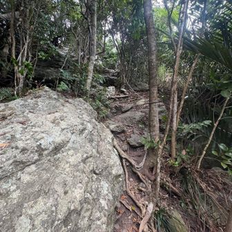 登山道は亜熱帯だからか変な鳴き声や見た事ないような気が沢山で夜来たら少し不気味かも
