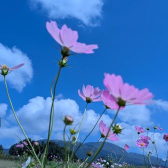 コスモスただいま六分咲き…とか。