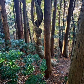 さて、登山ルートに戻ります。
うねうねした木