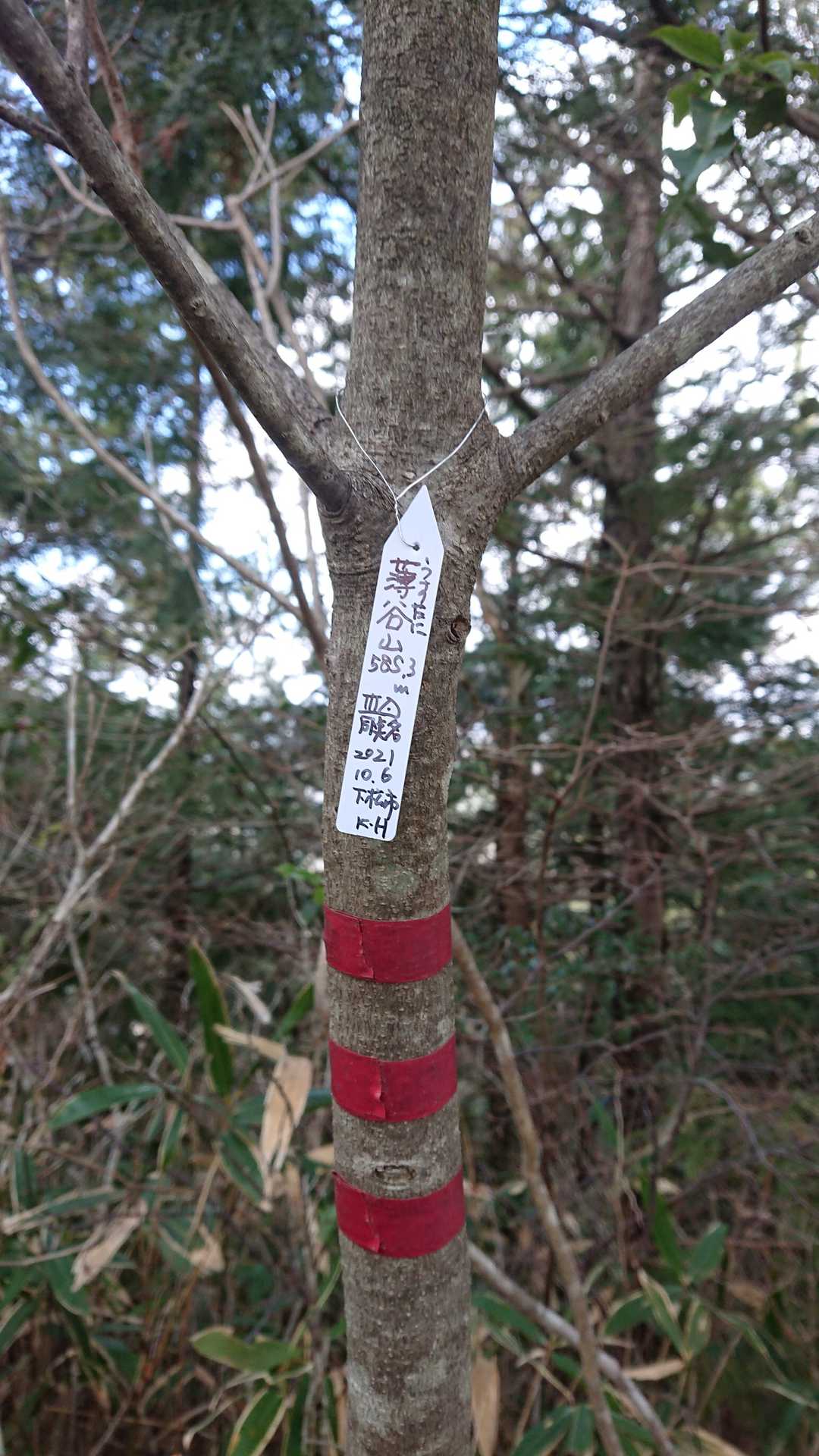 頂上