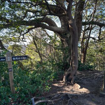 大桜
まだ🌸が咲いているのは見たことがない