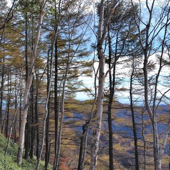 紅葉が始まったカラマツ
