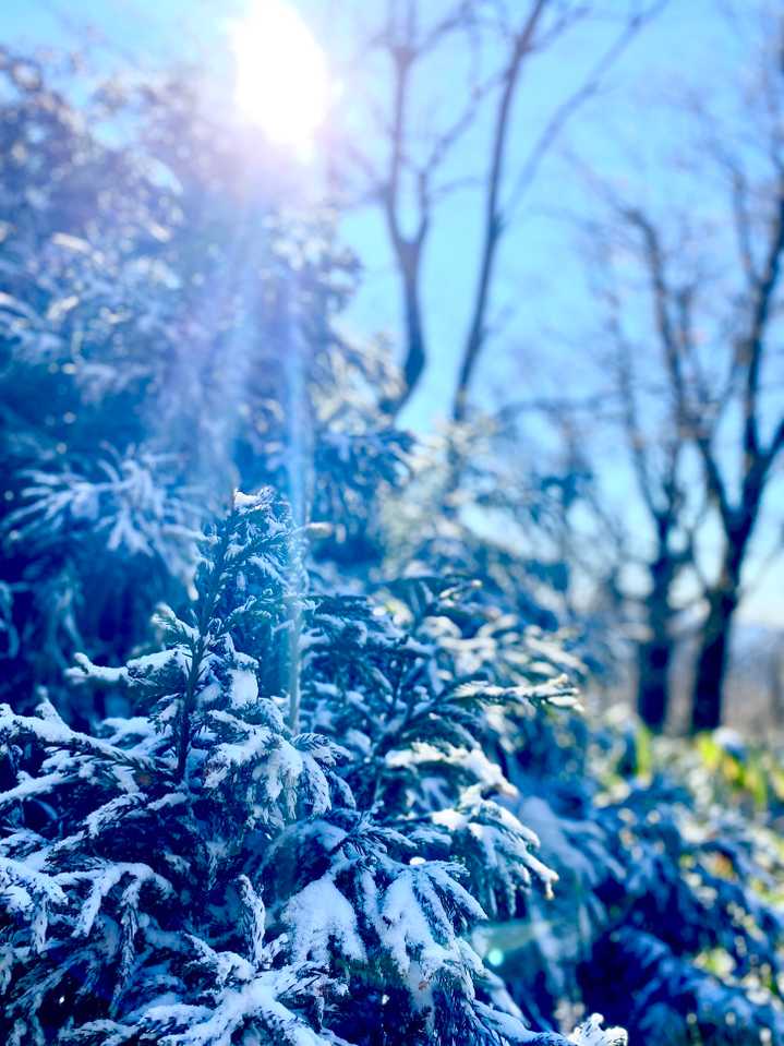 天然のクリスマスツリー🎄