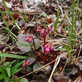 疲れたらお花に癒されて…