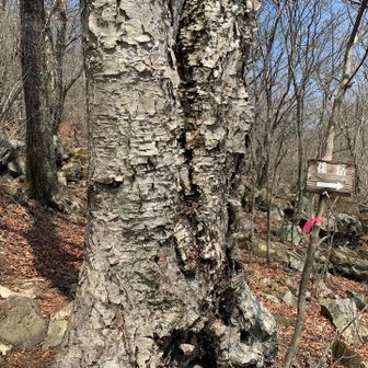 孫岳標識。
行きは、分からなかった😂