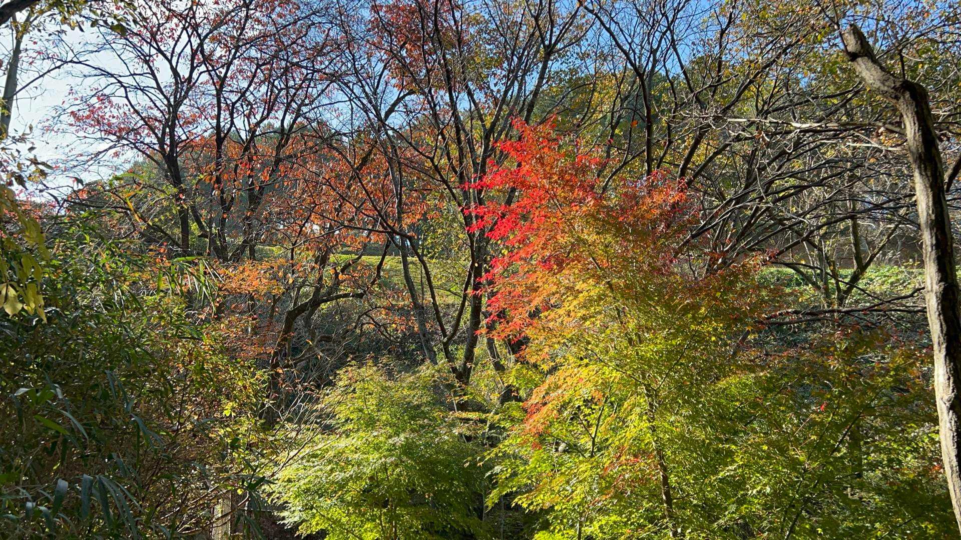 紅葉🍁