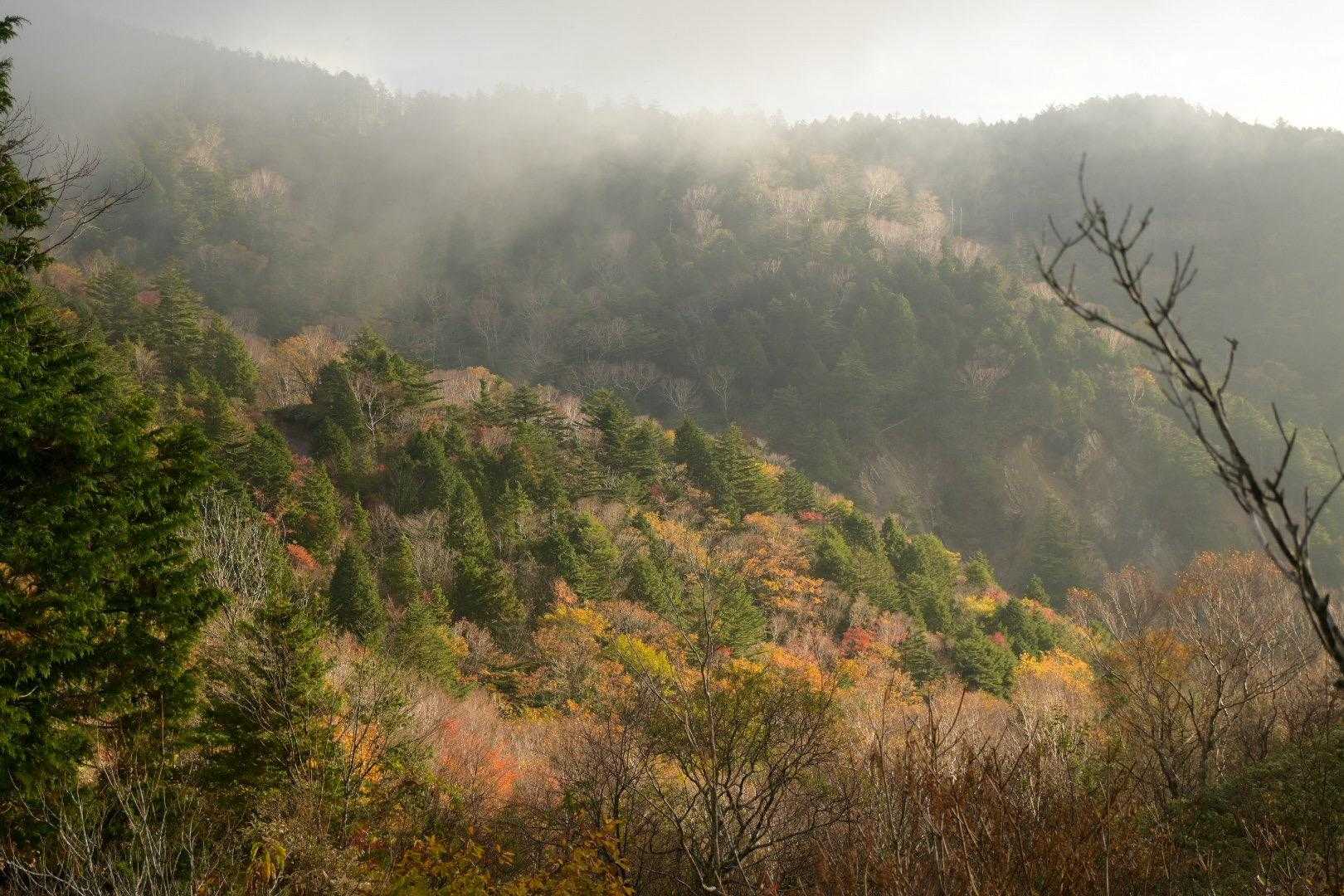 神坂峠登山口-千両山-鳥越峠-大判山-恵那山 往復コースの写真