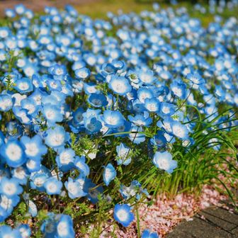 駐車場沿いのネモフィラ