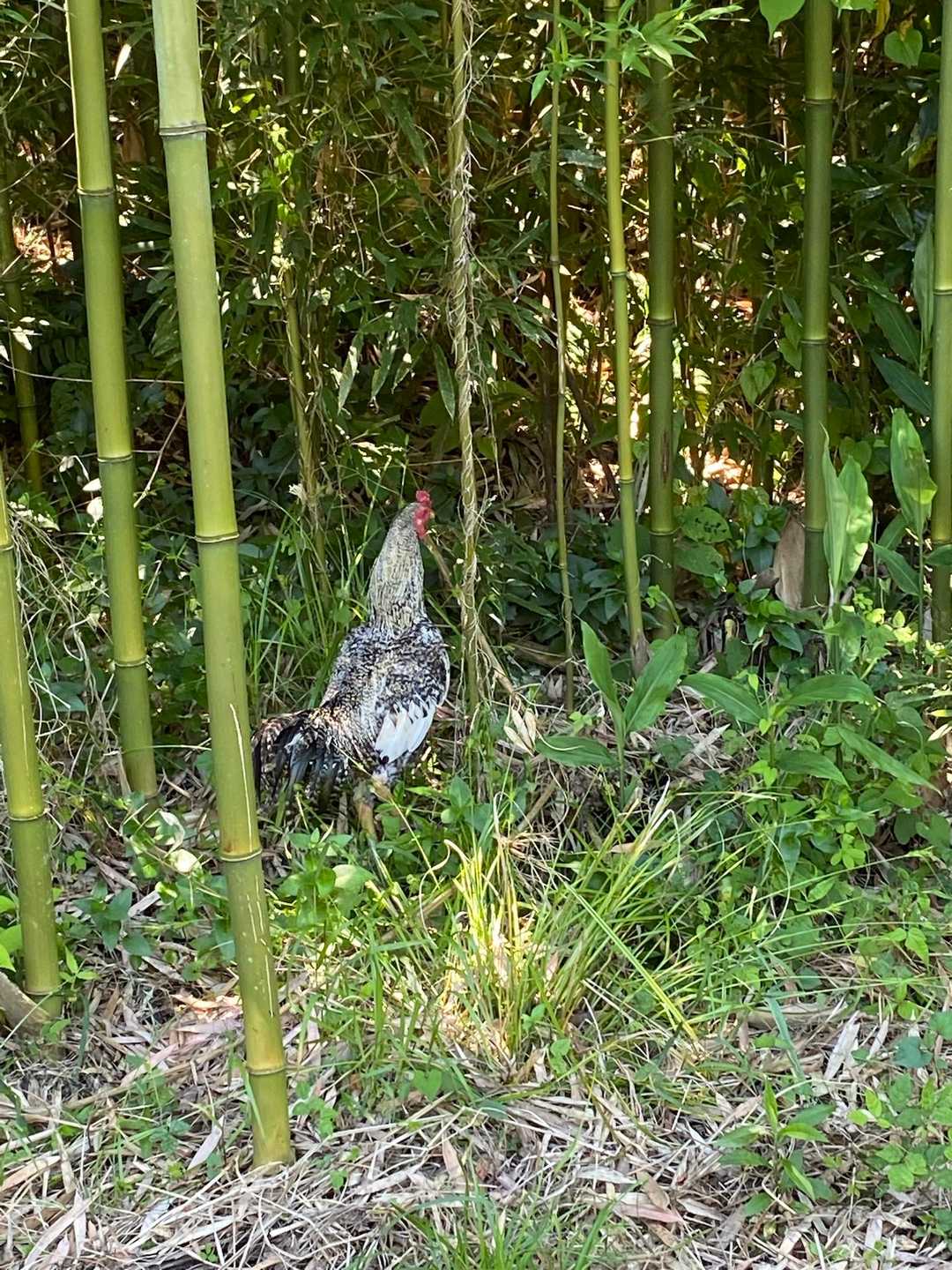 こんな所に雷鳥がいるぞ！！と思いきや・・
ニワトリだったのね🐓！
