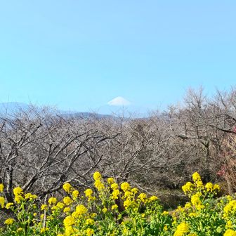 菜の花の先にあるのが桜の木