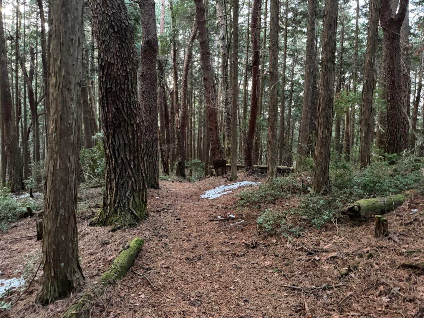 伊勢神峠-大多賀峠登山口-寧比曽岳-富士見峠 往復コースの写真