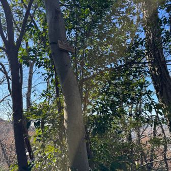 新サンドイッチ山⛰️
282mなので2で8をサンドしています。