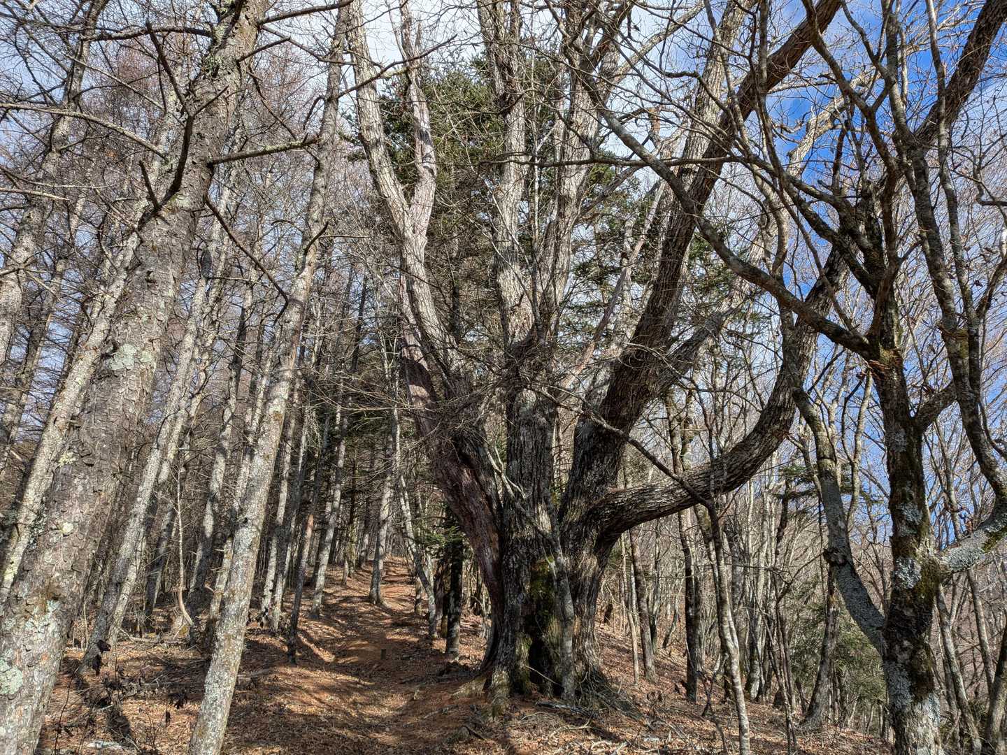 久しぶりの山行
やはり楽しい😄