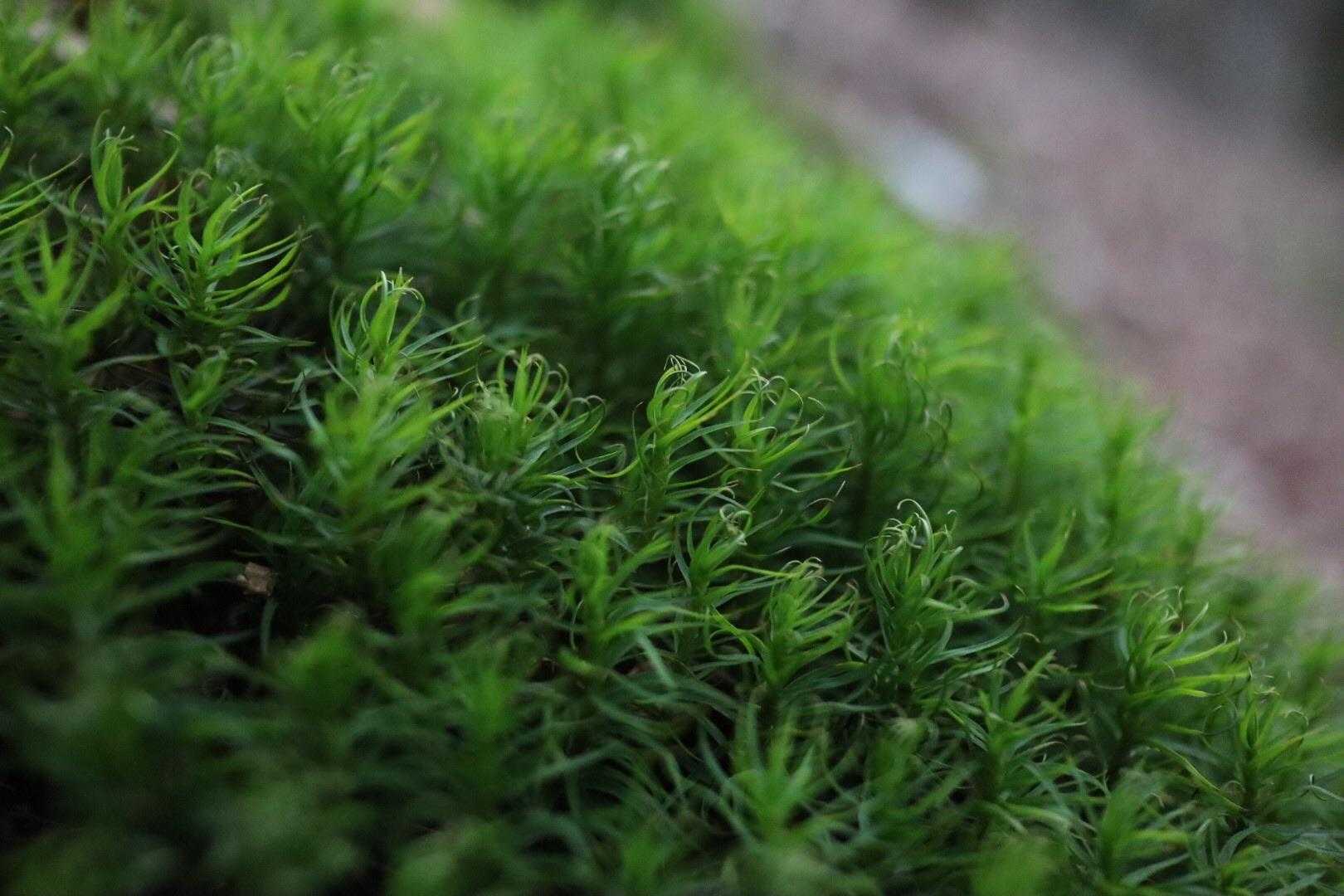 苔ェェェ〰コッコッコ🐔♪