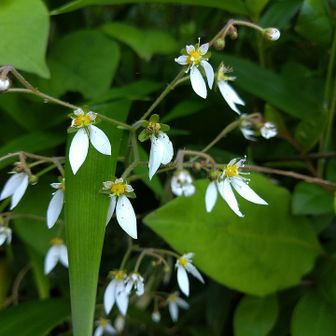 高尾山・陣馬山・景信山 ユキノシタ