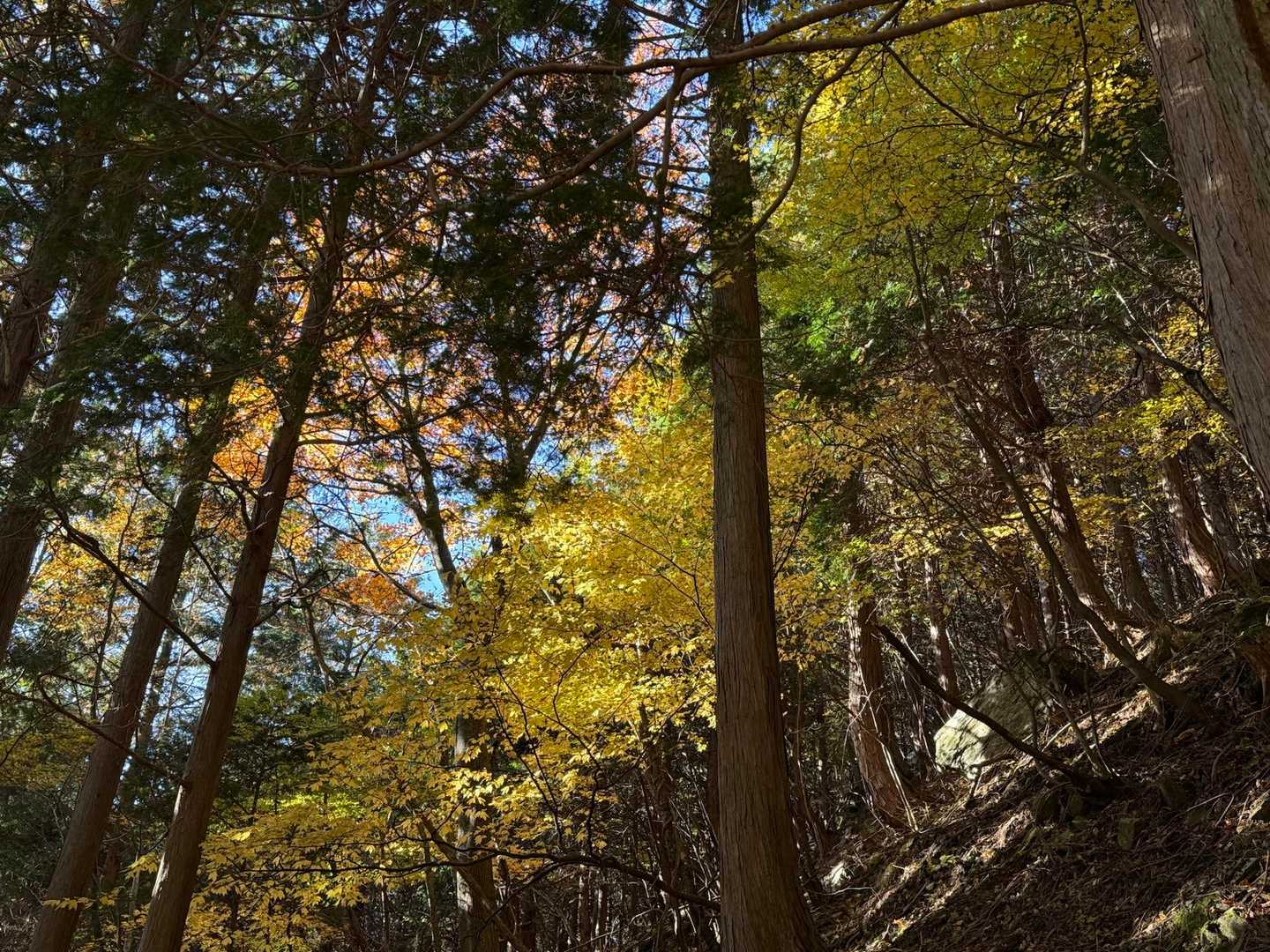 笹ヶ峰 往復コースの写真