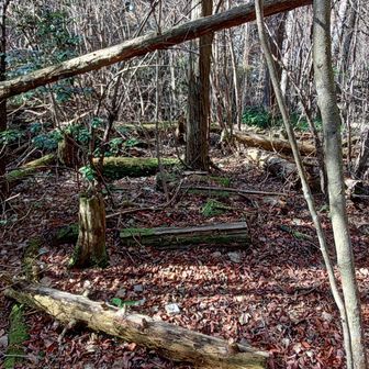 阿弥陀山
林道から阿弥陀山山頂まではかなりの藪でしたが、薄い踏み跡と目印のテープが付いていてすんなり行けました