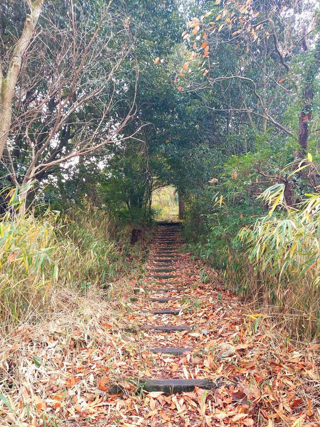 神於山登山口-国見台-神於山-神於山3号園路入り口-神於山 周回コースの写真