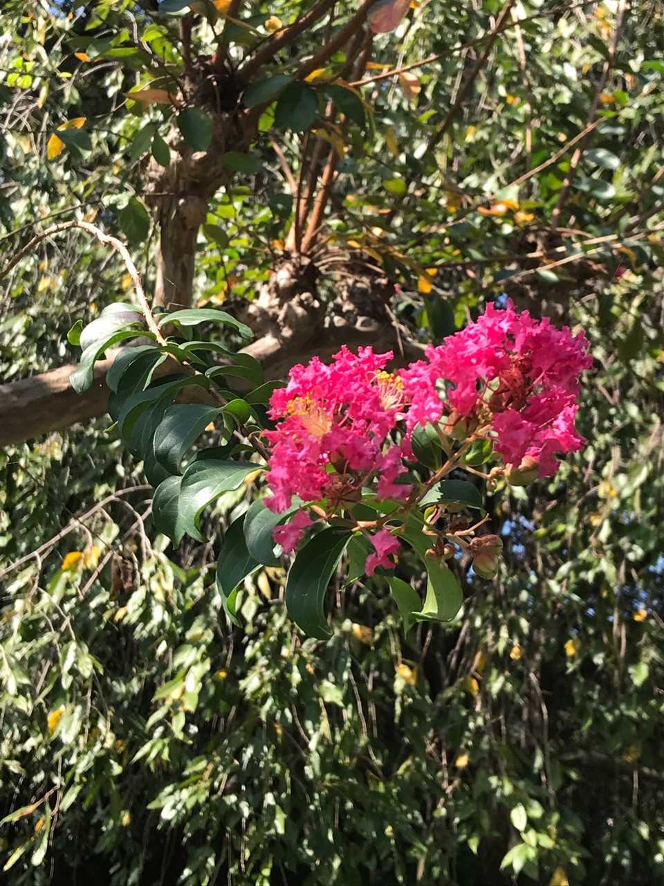 花が少なかったので、帰る前になんとか見つけた🌸