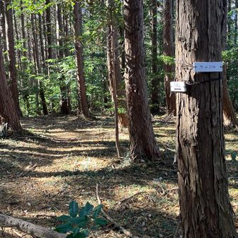 ③寺山

奥に進むと八頭山があるけど、薮が凄そうな予感がするのでやめておく。

（他の方のレポ見たらそうでもなかったかも）