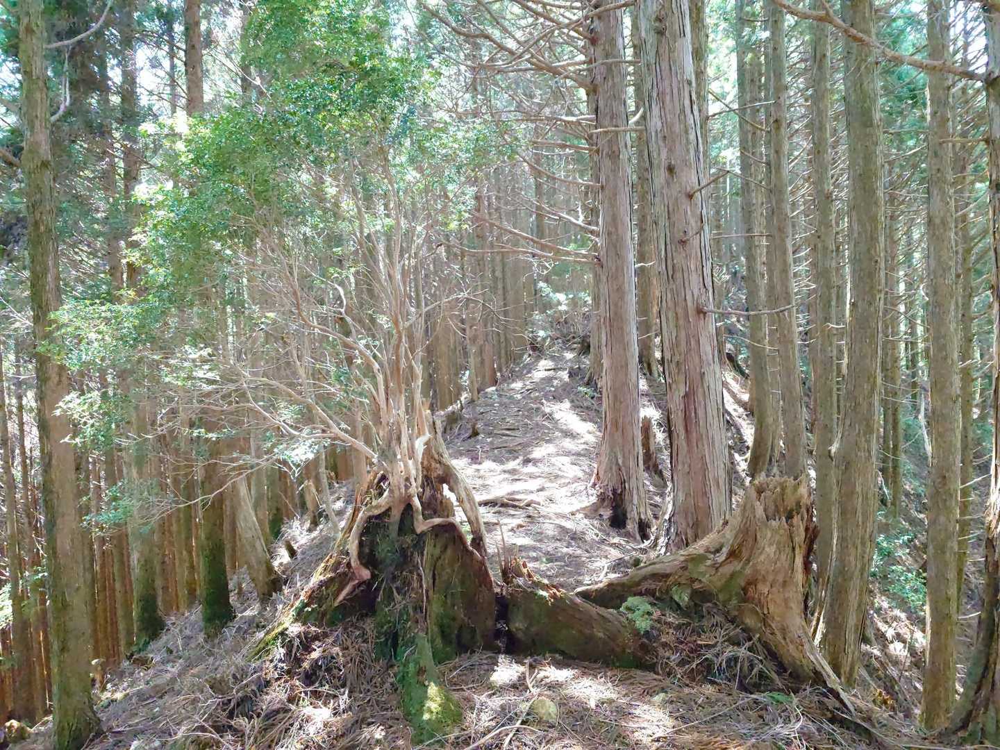 やせ尾根‼️
左右は凄く深い谷です✨