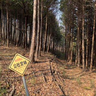 花粉がヤバくてくしゃみが止まらない