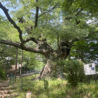 金山の大ケヤキ、すげー大きかった。