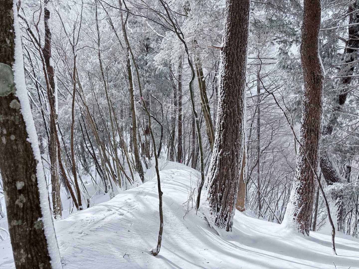 晴れた！