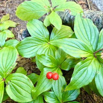 ガーデン前
ゴゼンタチバナの赤い実🔴
ゴゼンタチバナは花が咲くと葉が5〜6枚、咲かないと4枚なんだって