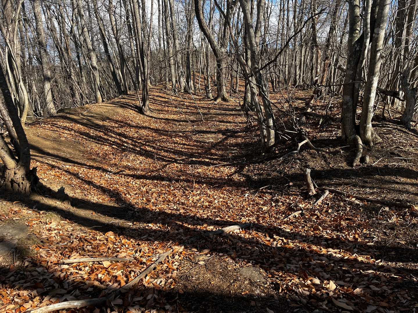 閼伽流山の山頂
城跡の本廓です。