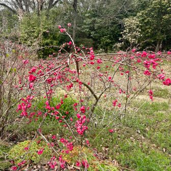 山頂の駐車場に紅梅♡

山頂駐車場のトイレは汲み取り式でした～