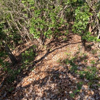 尾根に出るまで最初から急登！