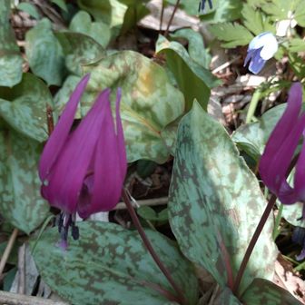 濃い😳
国上山過ぎてから弥彦山までギフチョウと10頭位遭遇しました、元気良くて中々写真に捉えることは難しい😅
  東京都では絶滅危惧種、越後国には沢山います、成虫はカタクリ、スミレ…の蜜吸、幼虫はカンアオイを好む、新潟って自然豊かだね🤗