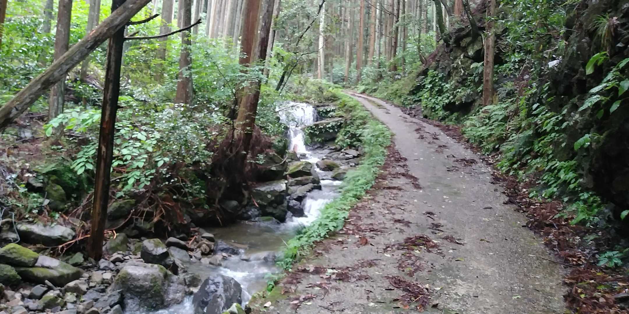 葛城山頂に向かう林道。早朝までの雨で水量たっぷり。