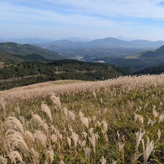 ススキ🌾がキラキラ✨️
由布岳もくっきり見えます