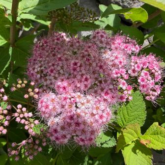 下山してシモツケ咲いてる
お花たくさん満喫して満足♪