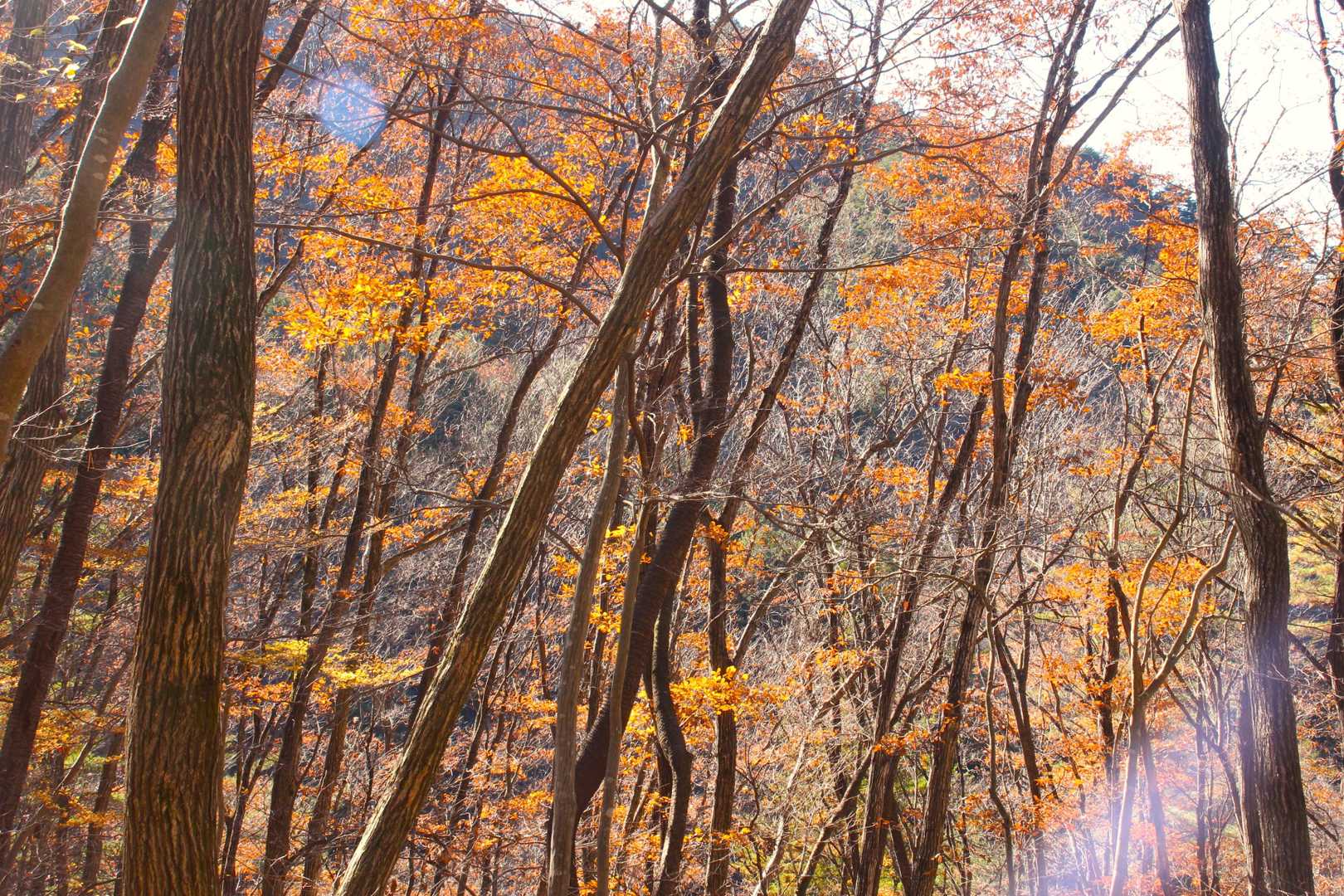 紅葉の名残が、あちらこちらに。