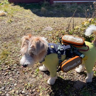 こんな小さい犬が😳と思ったら猟犬みたい
人懐っこくて昼食のパン半分あげました🥪