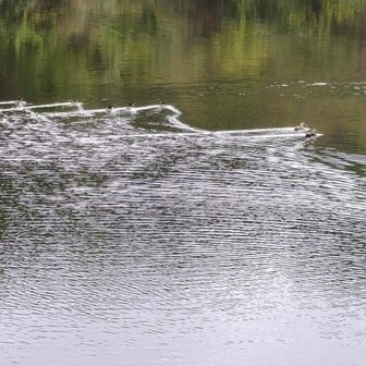 白旗池、遠くにキンクロハジロの群れ