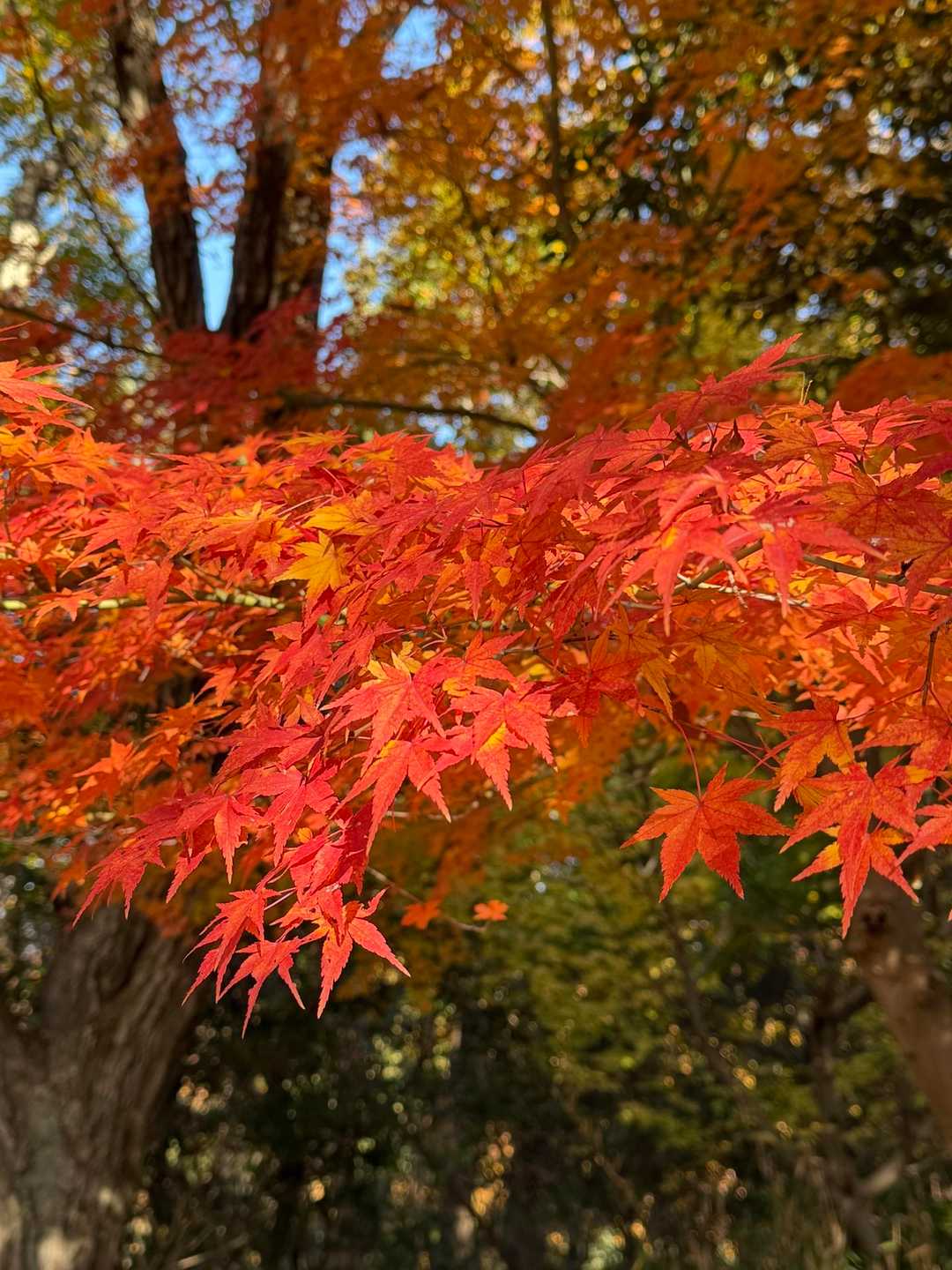 五月山公園大広寺バス停-五月山 往復コースの写真