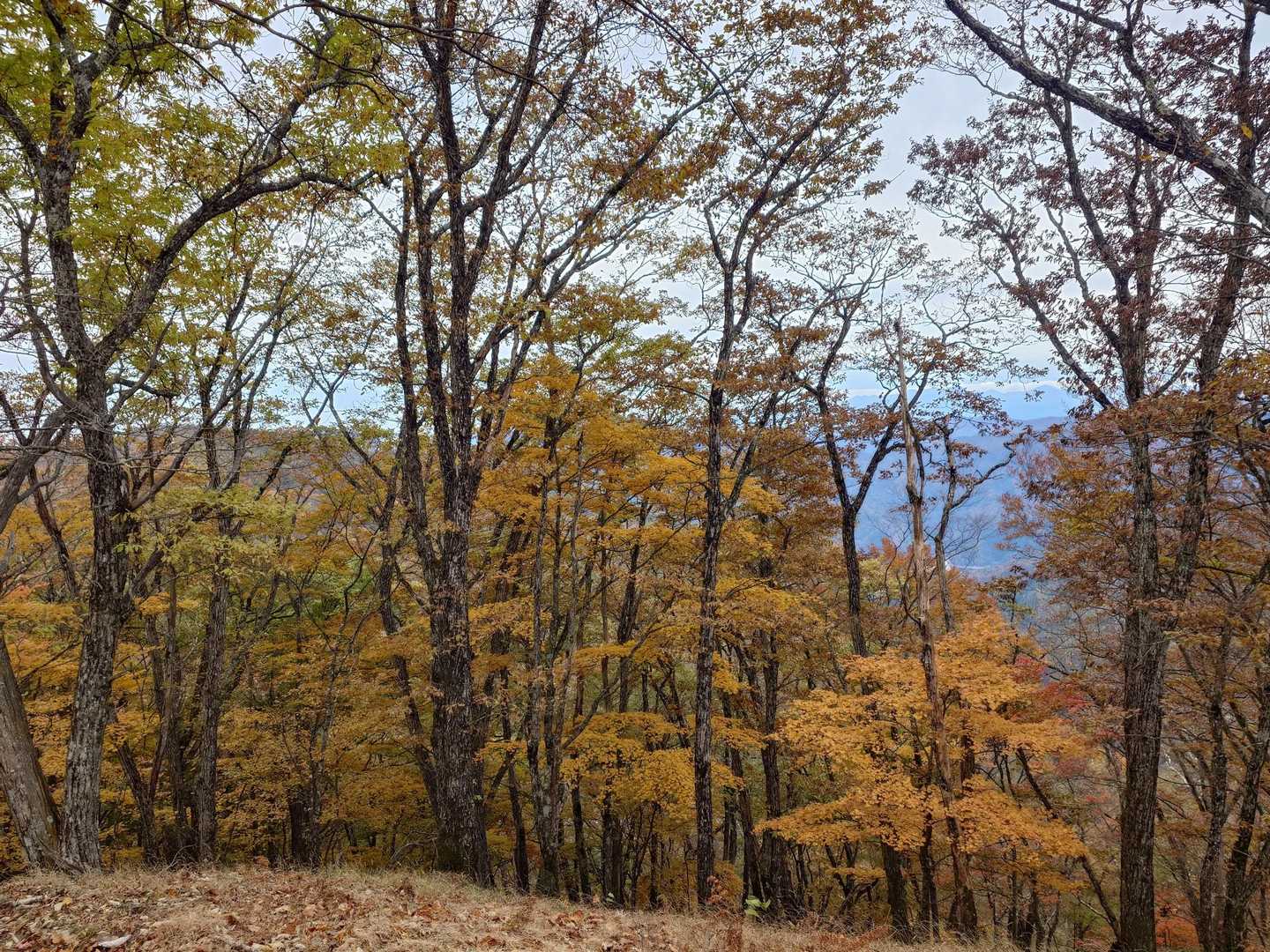 鷹ノ巣山-水根山-城山-六ツ石山-長尾ノ頭 周回コースの写真