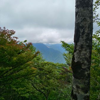 ホーキ薙　ここを森に戻す工事をやっているようです　寸又峡から今度行ってみよう！