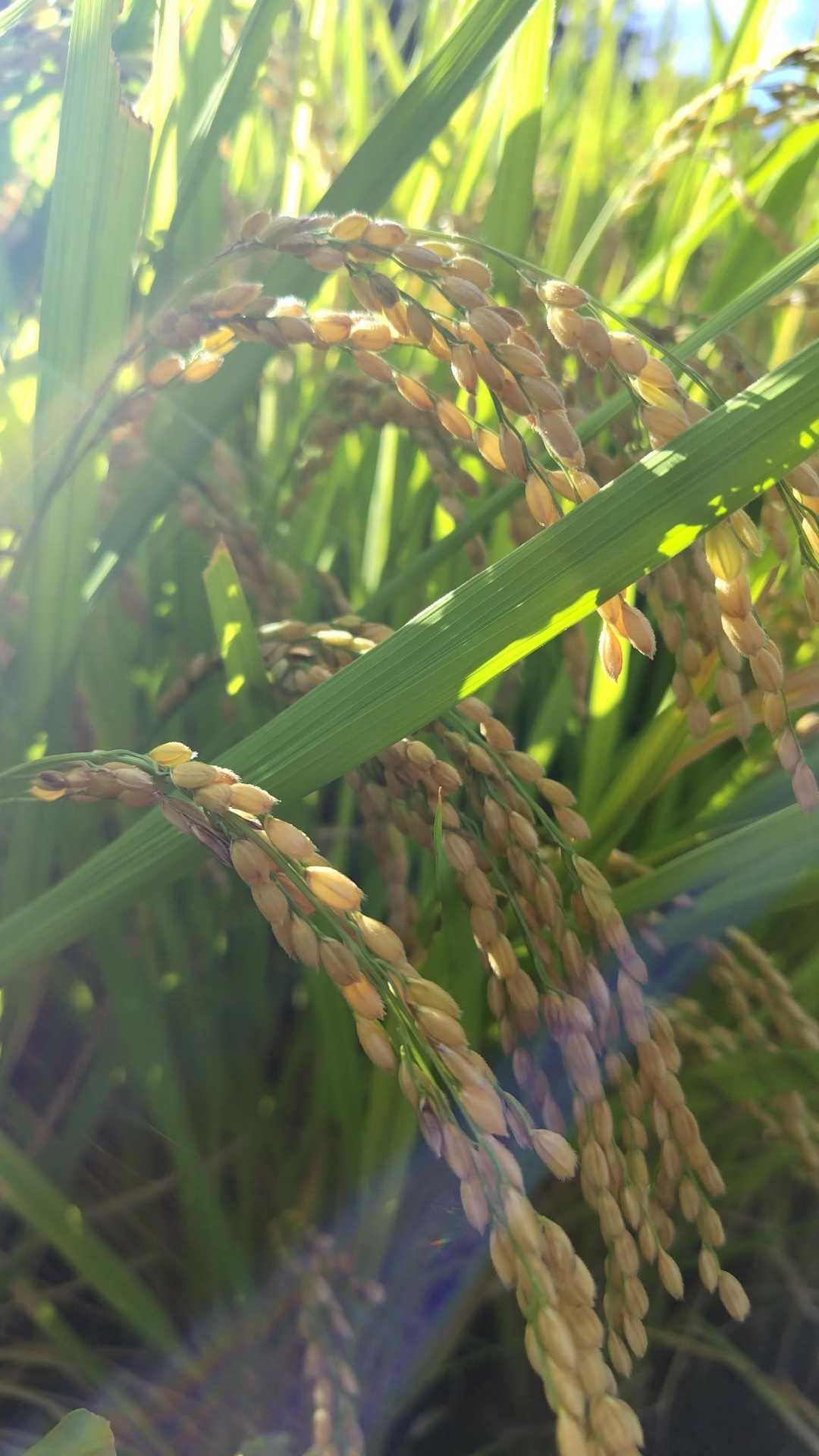新米🍚出回りましたね👍️