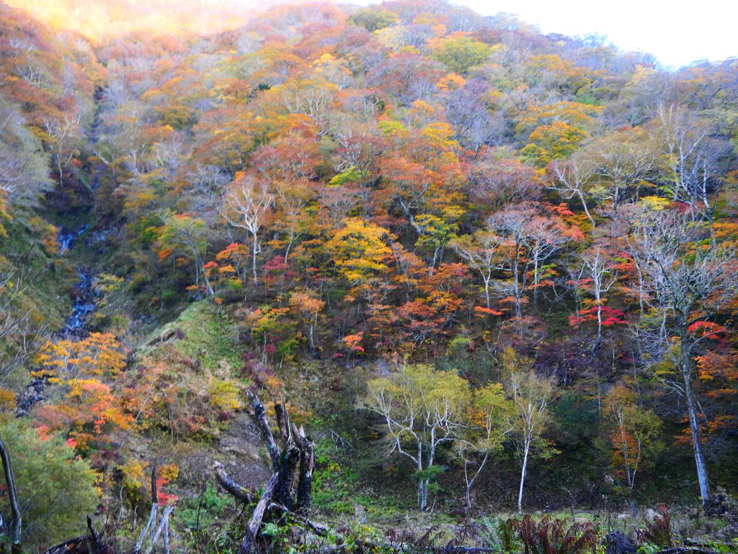 楽古岳 往復コースの写真