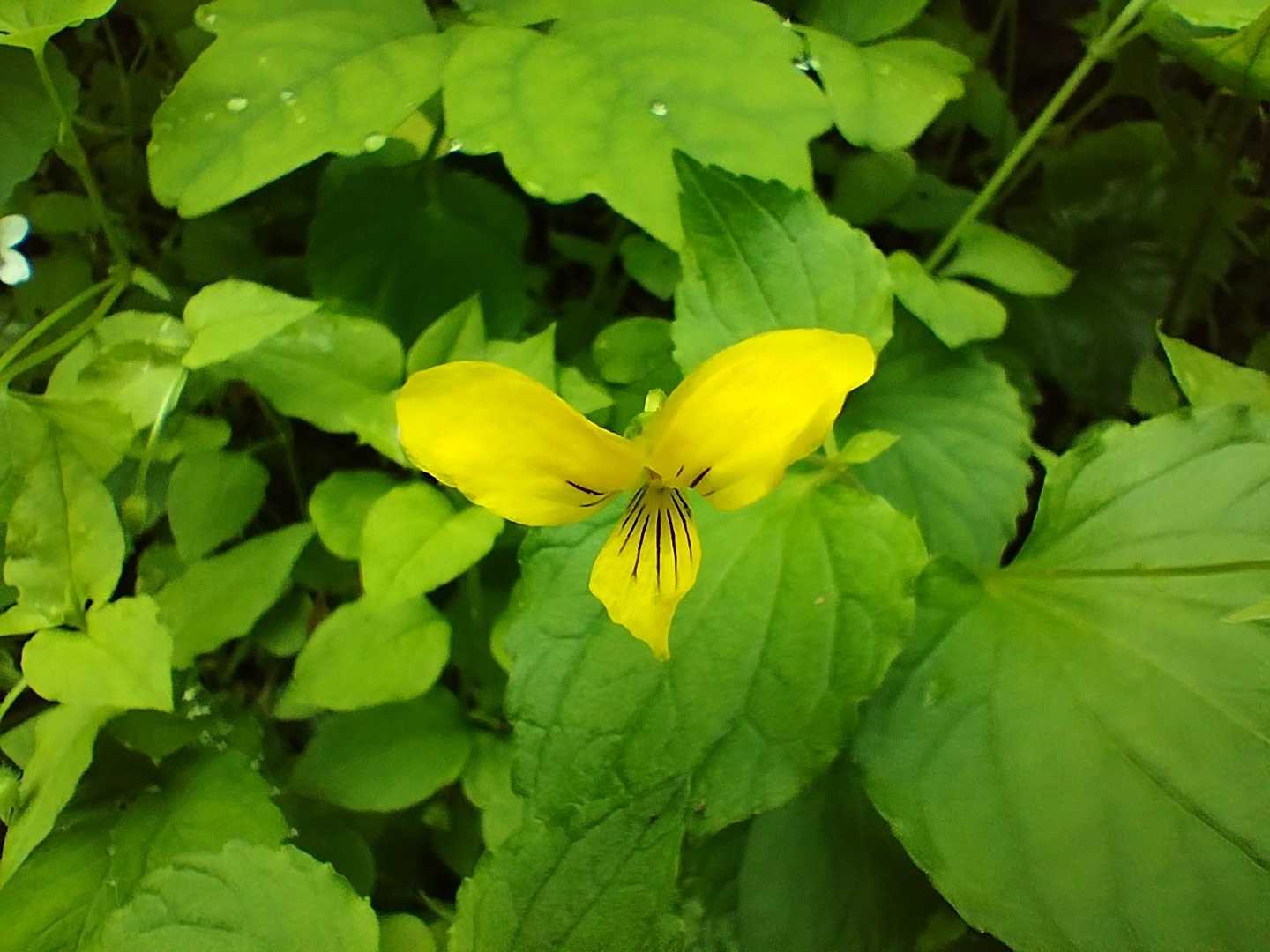 キバナノコマノツメ？