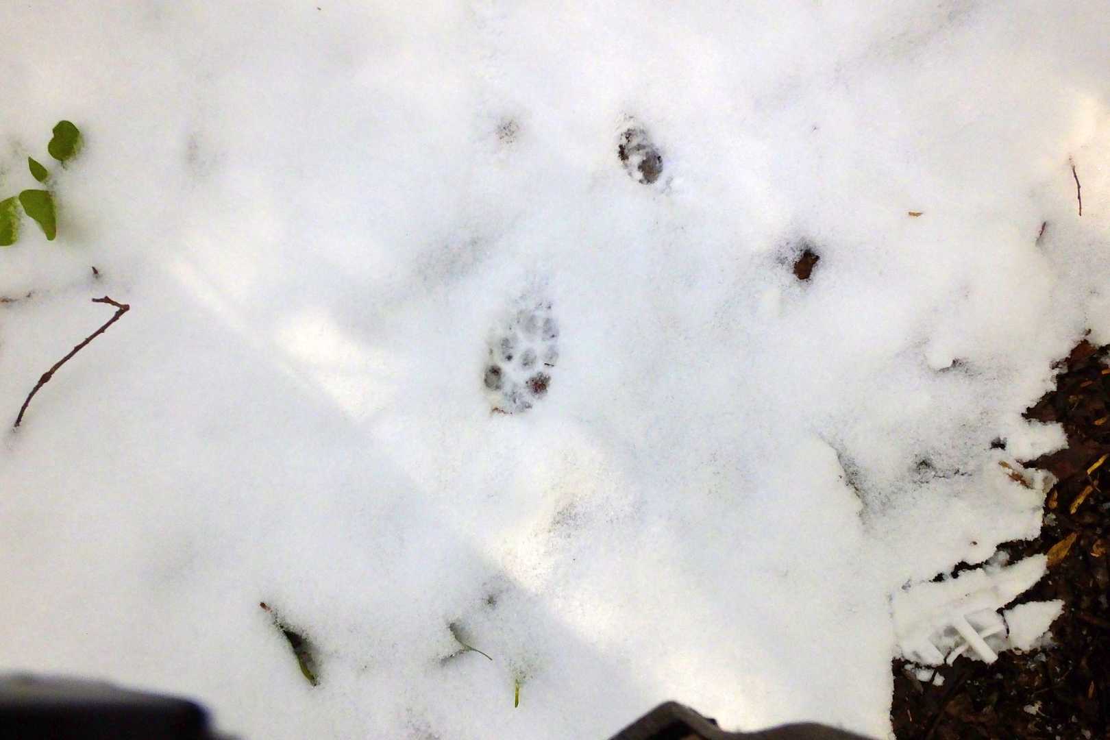タヌキの足跡🐾のようです!