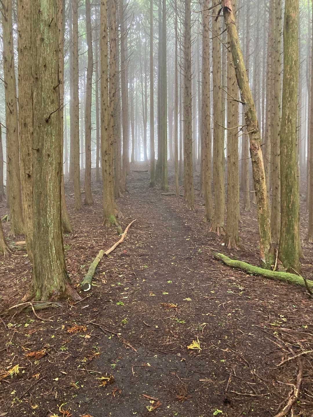 生野高原登山口-達磨ヶ峰-フトウガ峰-段ヶ峰-杉山 往復コースの写真