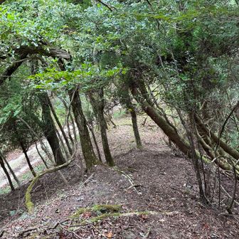 下りてきた
後は林道歩き
