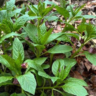ハシリドコロ

間違って食べたらたちまち走り出すという